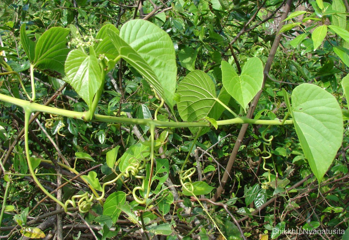 Cissus latifolia Lam.